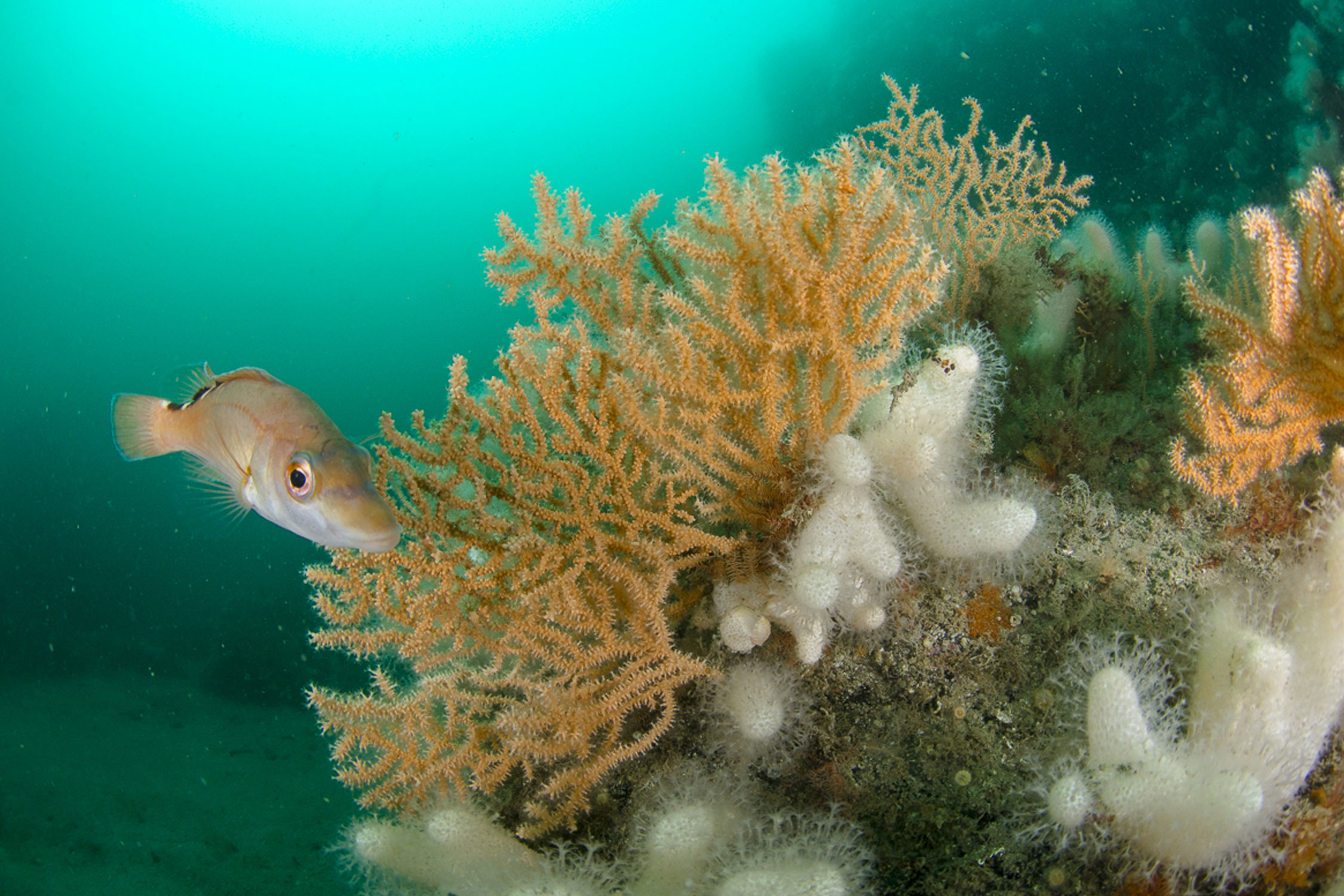 Porthkerris Divers - Scuba diving, wildlife, reef